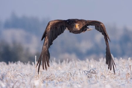 Flying eagle point of view