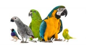 The Truth Is You Are Not The Only Person Concerned About What Are The Pros And Cons Of Having A Pet Bird?