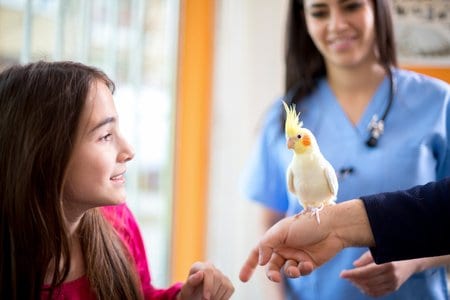 Cute girl at veterinarian with her nymph parrot (parrot)