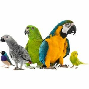 What is a Good Quality Seed Mix to Feed 4 Species of Pet Birds?