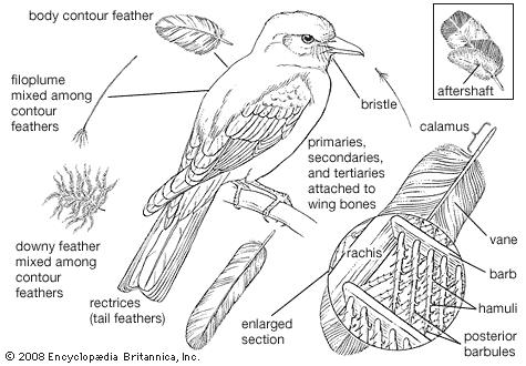 illustration of feather types on perching birds