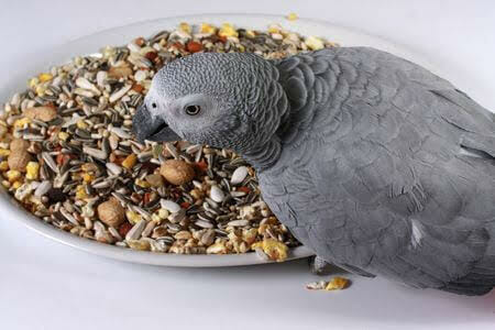 Bird Seed Blend Which Would Have No Safflower or Sunflower