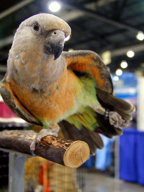 Red-bellied Parrot; a male juvenile pet parrot on a wooden perch stretching.by Ruth Rogers