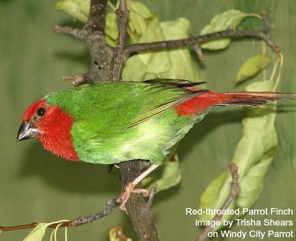 Red throated parrot finch