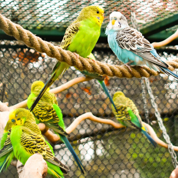 A Better Bird Ep 12 Migrating 6 Budgies From Cage To Aviary – Video