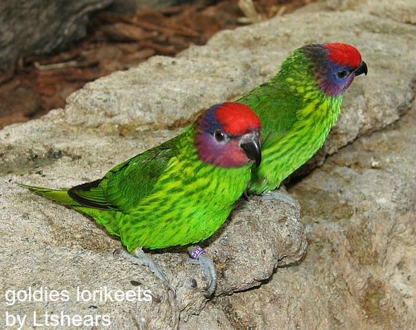 goldies lorikeets by Ltshears