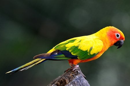 Sun conure laid five eggs, about four weeks ago