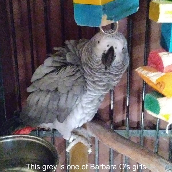 African grey in birdcage with toys overhead