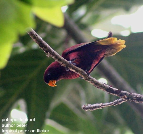 pohnpei lorikeet author peter tropical.peter on flicker