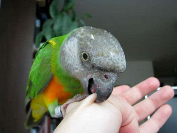 How Do I Get My Parrot to Stop Biting Me?