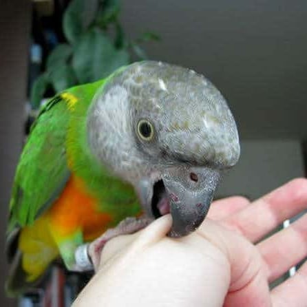 How Do I Get My Parrot to Stop Biting Me?