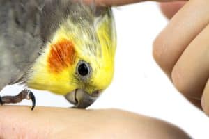 My Cockatiel Shrieks, Cackles and Trills Extremely Loudly 2 or 3 Times a Day – Help!