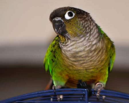 Should I Give Meds to My Conure to Relax and Quiet Him Down?
