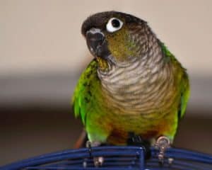 What is the minimum cage size for a Green Cheek Conure?