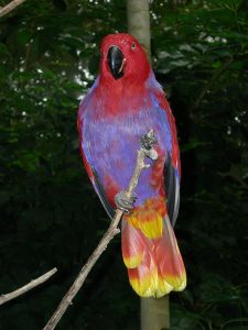 Eclectus toe tapping and wing flipping issues