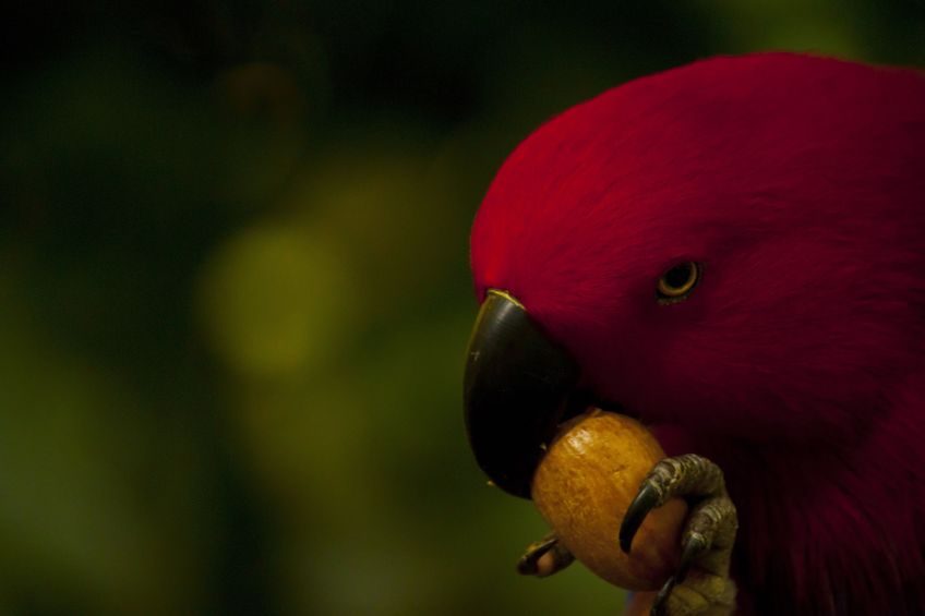 Ecelectus parrot large brazil nut - close up