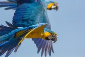 How far can a parrot fly?