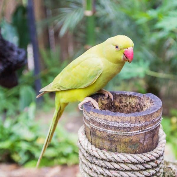 Indian Ringneck perched on hallowed post filled with food