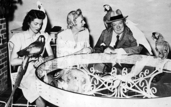 Winston Churchill sitting at a glass table with 2 women & 5 parrots