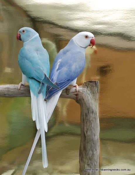 Violet and blue cleartail indian ringnecks