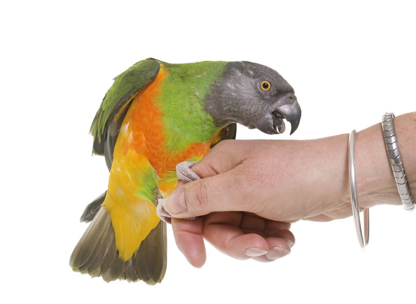 senegal parrot in on woman's hand about to bite wrist