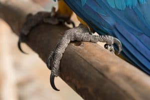 How Nail Trimming Can Cause a Broken Wing