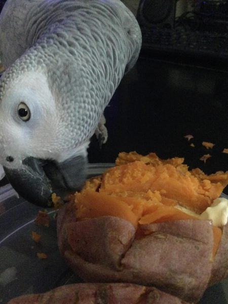 Is Corn On the Cob Safe for Pet Birds?