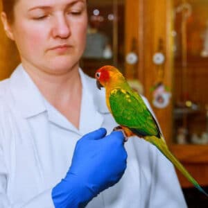 Veterinarian wearing blue glove holding sun conure perching on her hand