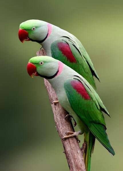 A pair of lovely Indian Ringneck Parrots! They have extra long tail feathers which make them appear tall and sleek.