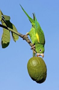 Can Avocado Fumes Kill Your Pet Bird?