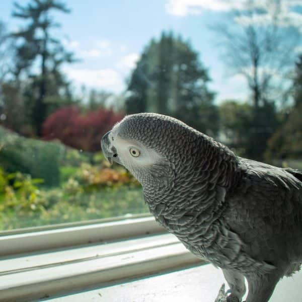 How Do I Stop My African Grey From Flying Into Walls?