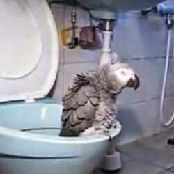 African grey on open toilet bowl