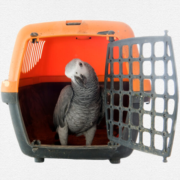 Seeking Bird Cage for Handicap African Grey Parrot