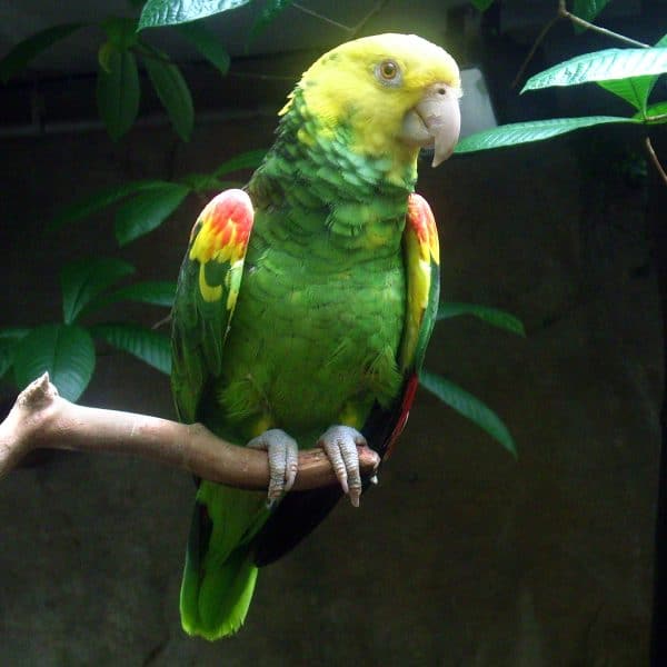 How Do I Stop My Yellow-headed Amazon From Plucking?