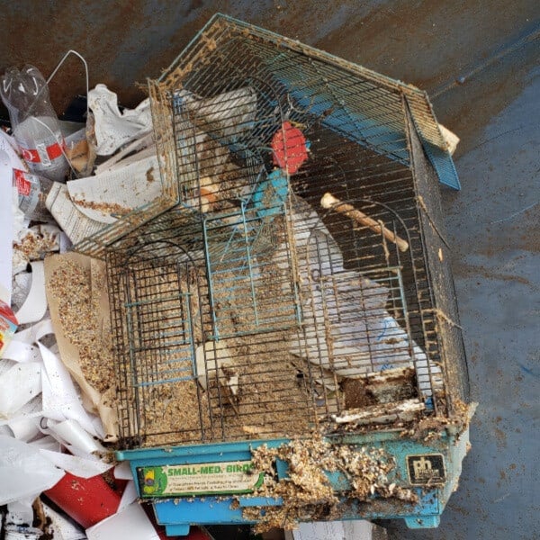 Filthy cockatiel cage in garbage