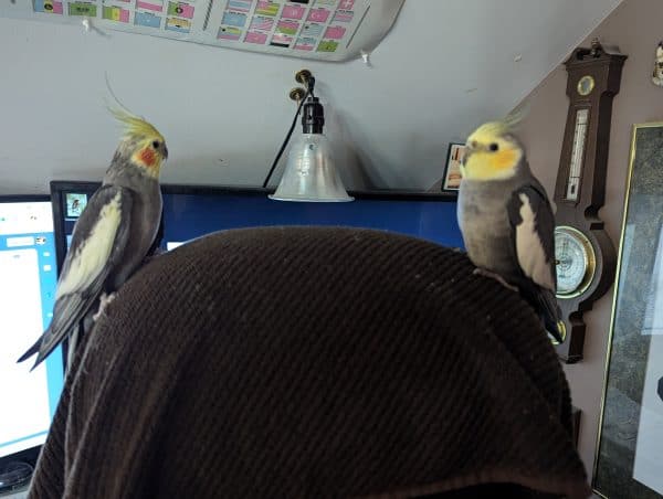 Two cockatiels perched on either side of office chair