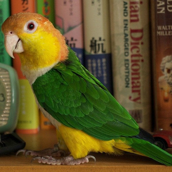 What Subjects Are Pet Bird Owners Most Interested In?