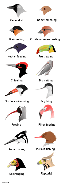 Bird beak adaptations. User:Shyamal