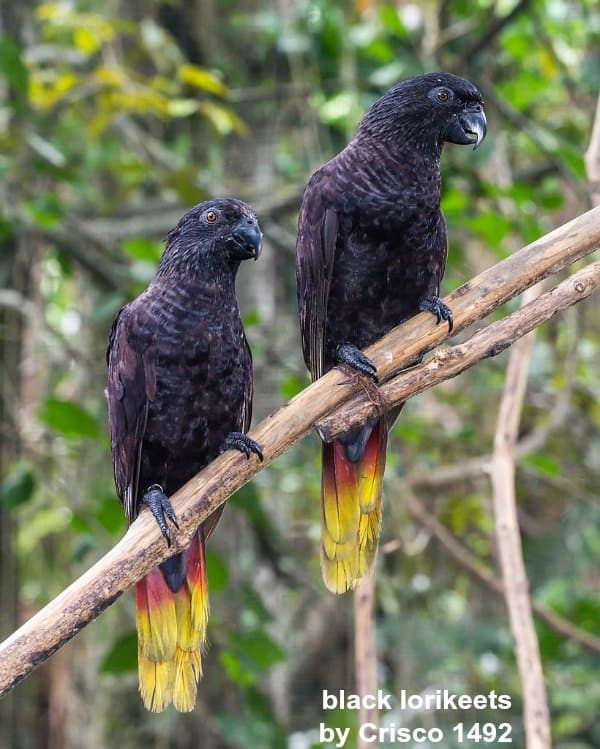 black lorikeets by Crisco 1492