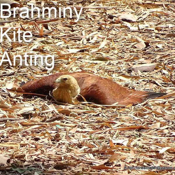Brahminy Kite Anting - The Intriguing World of Anting: Bird Behavior and Its Multifaceted Purposes