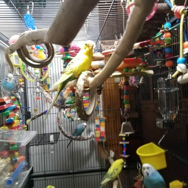 Is It Necessary That My Budgies Be Let Out of the Cage?