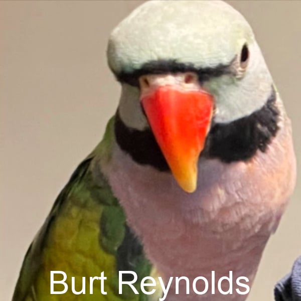 Burt Reynolds the Rescued Mustache Parakeet