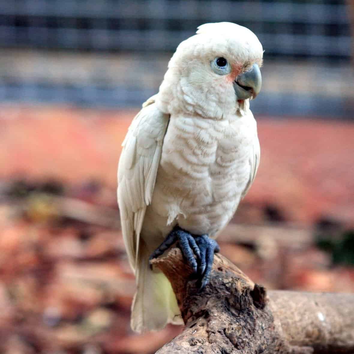 How Do I Help My 32 YO Goffin Cockatoo Who Misses My Husband?