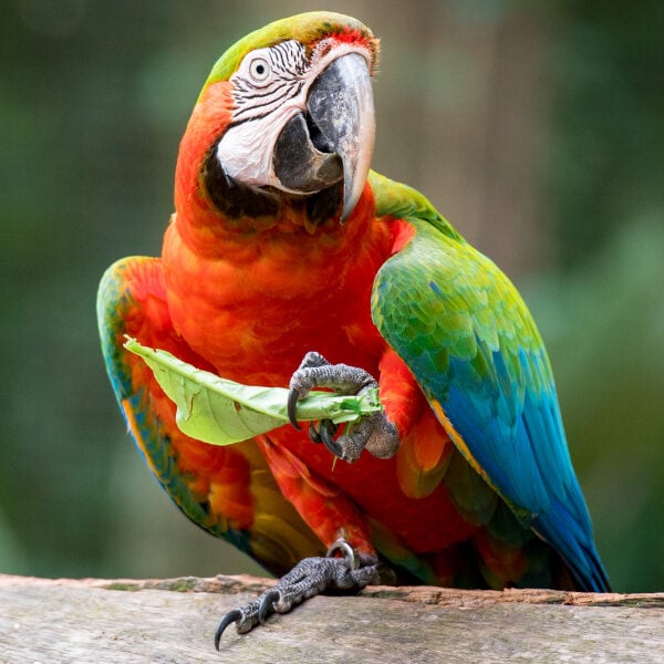 Help – My Catalina Macaw Is Chewing Everything!