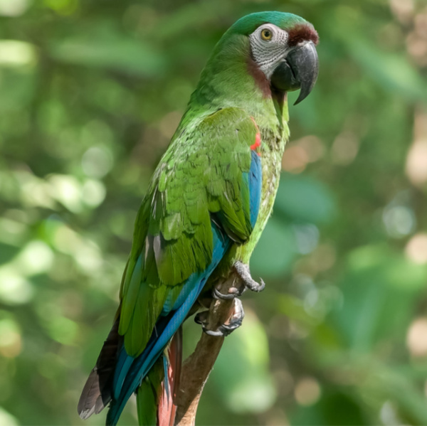 Can I Use Costco Washcloths to Clean My Severe Macaw’s Birdcage?