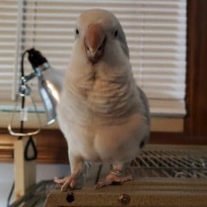 How Did Another Rescue Bird Find Us?