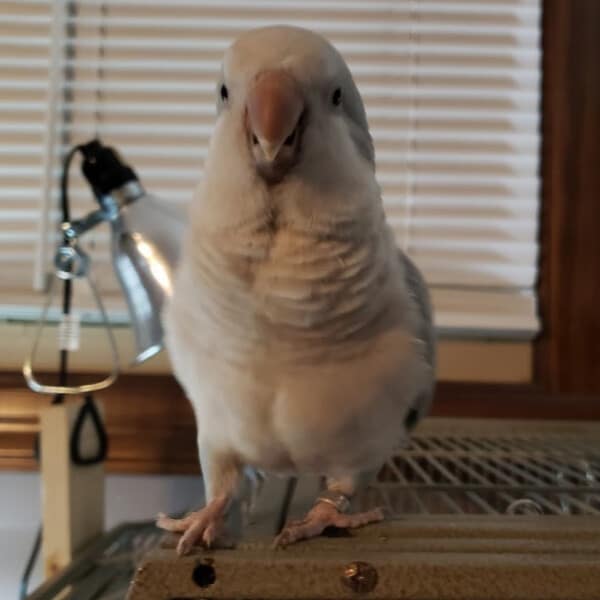 Chili the blue Quaker rescue bird atop his new home