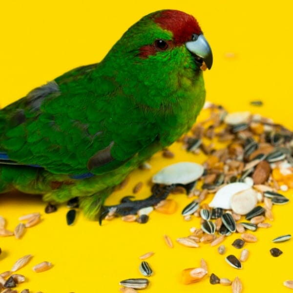 How Can I Get My Parakeets to Eat Something Other Than Seed?