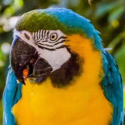 Help Me Stop My 30 Yo-compulsive Egg-laying B and G Macaw.