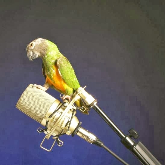 Senegal parrot perched atop a studio microphone